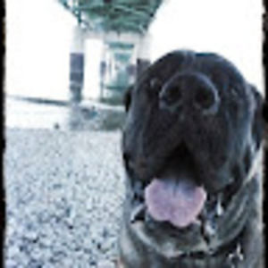 Meet your Posher, Annie